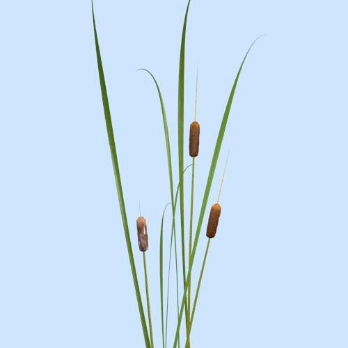 Cattails preview image